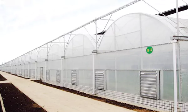 Multi-Span Plastic Film Greenhouse