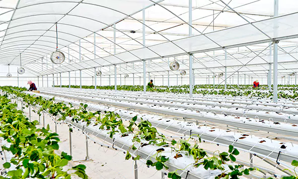 Ideal Greenhouse for Vegetable & Fruit Production