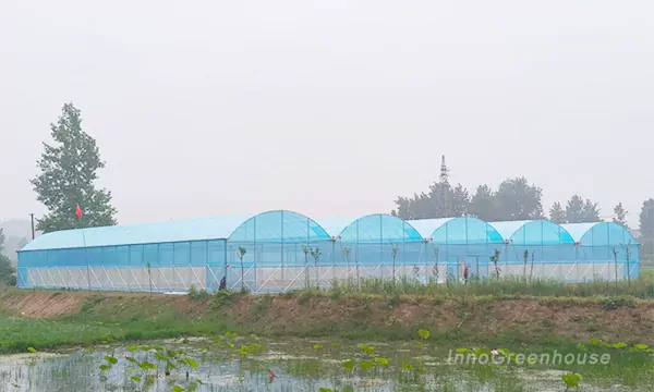 Large Space Arched Plastic Film Greenhouse