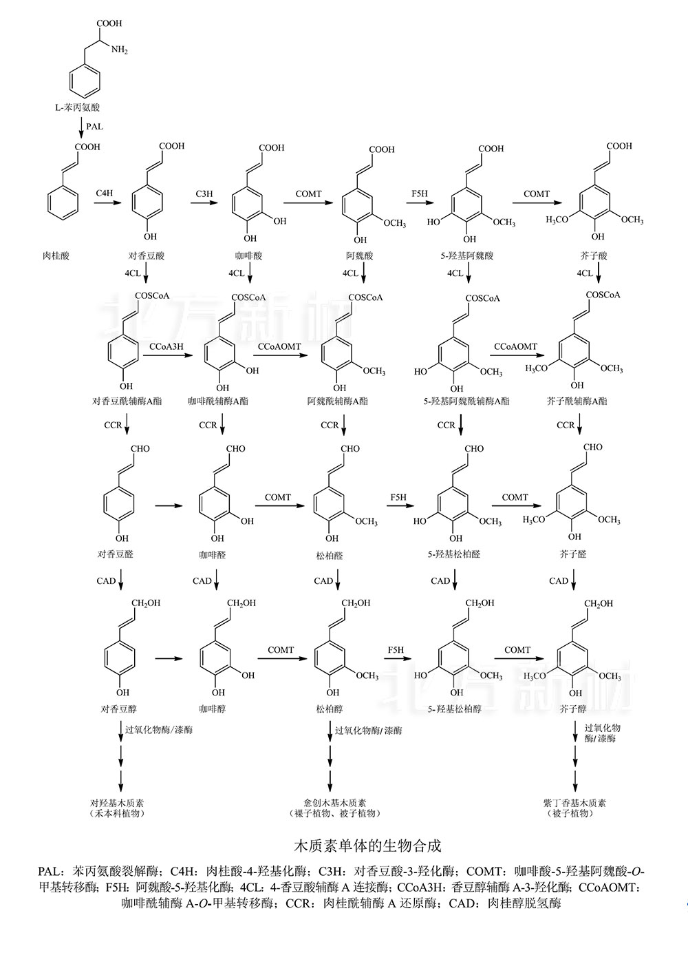 木质素的形成：木质素单体的生物合成