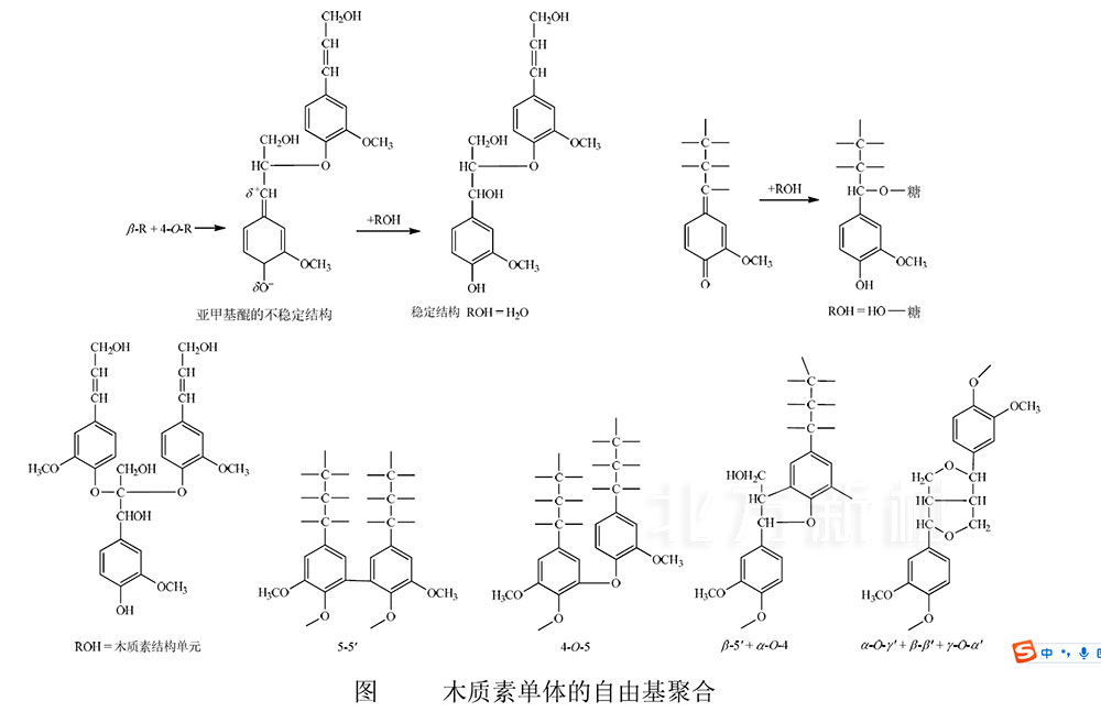 木质素的形成：木质素单体的自由基聚合