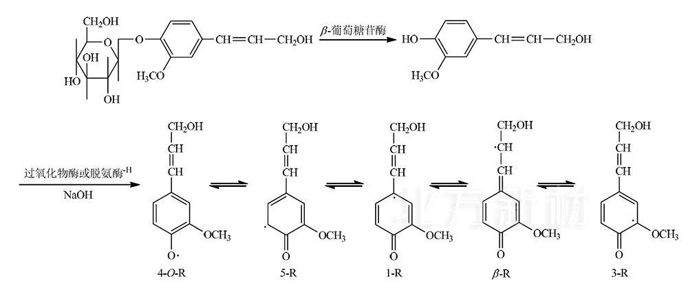 木质素的形成：松柏醇的形成及其脱氢作用