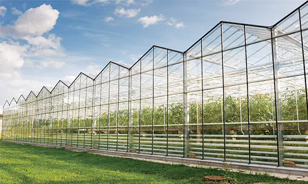 Multi-Span Glass Greenhouse