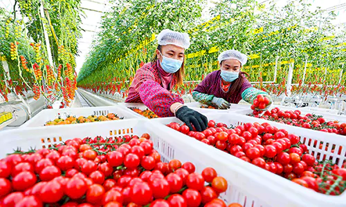 Advanced Glass Greenhouse for Efficient Tomato Cultivation