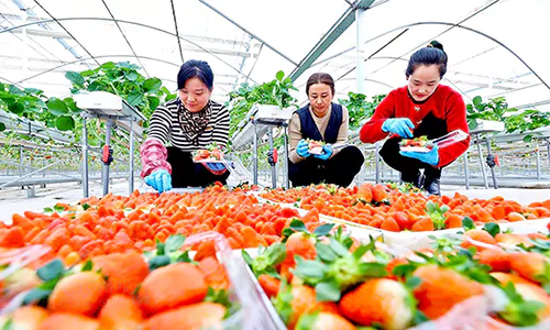 Innovative Production Greenhouse for vegetable and fruit, Strawberry harvest