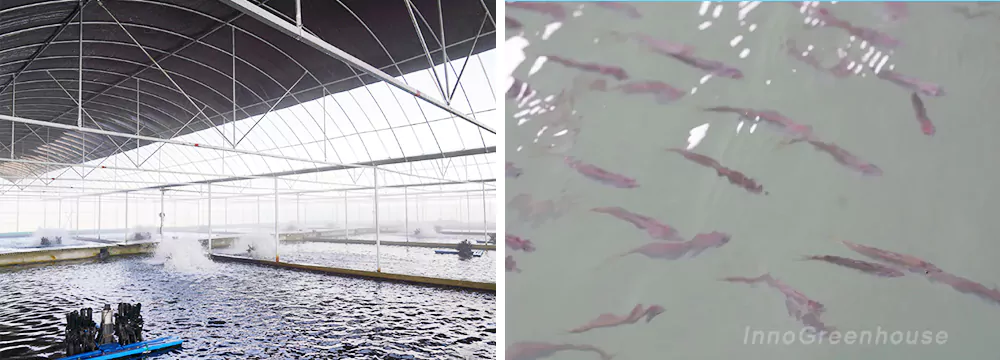 Plastic film greenhouse aquaculture