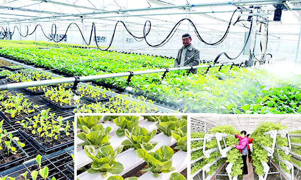 Various New Soilless Cultivation Facility Cases for Greenhouses