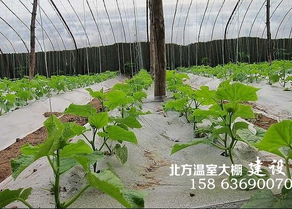 温室大棚膜下灌溉