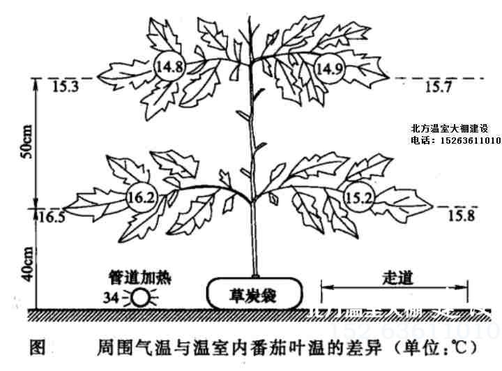 周围气温与温室内番茄叶温的温度差异