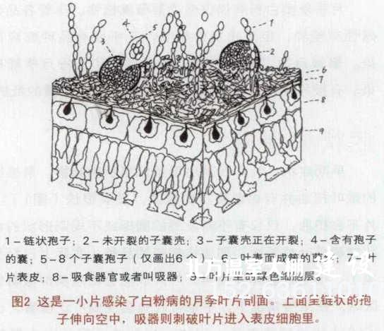 温室月季白粉病孢子