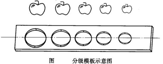 水果果品分级模板示意图