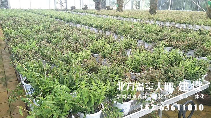 铁皮石斛温室大棚栽培